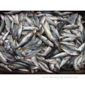 Frozen Horse Mackerel Whole Round Fish Competitive Price
